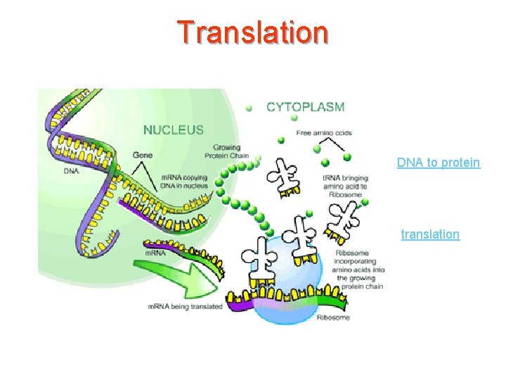 Translation DNA to protein translation 