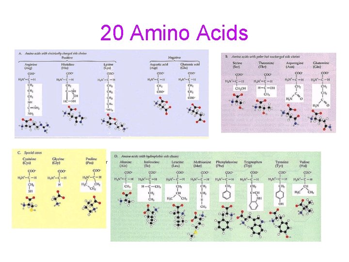 20 Amino Acids 