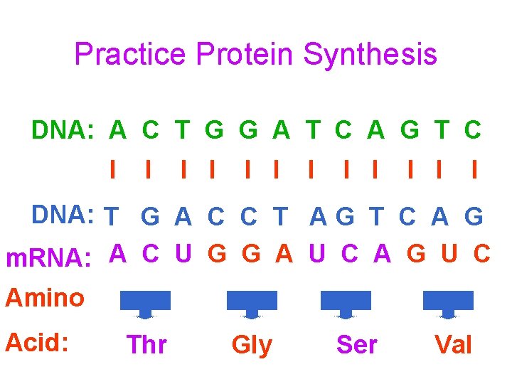 Practice Protein Synthesis DNA: A C T G G A T C A G