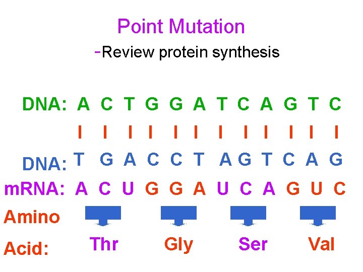 Point Mutation -Review protein synthesis DNA: A C T G G A T C