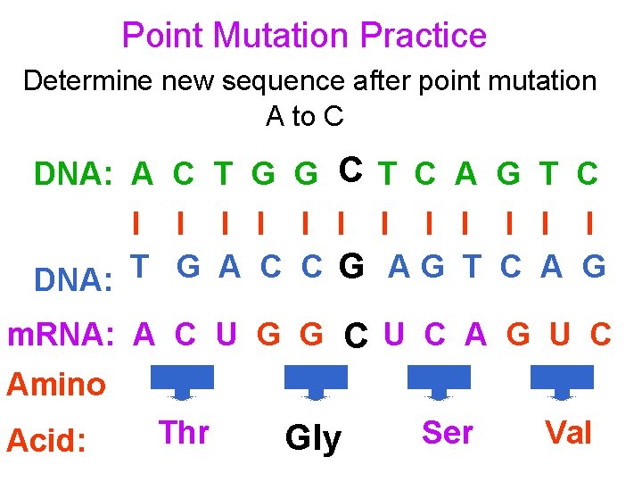 Point Mutation Practice Determine new sequence after point mutation A to C CT C
