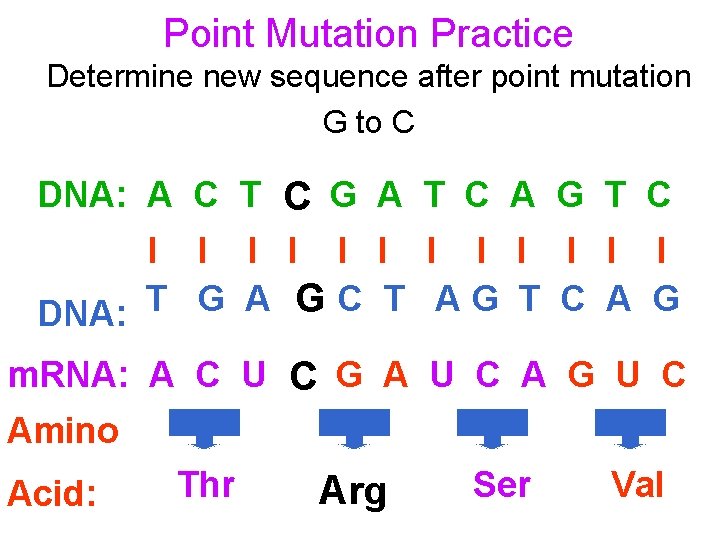 Point Mutation Practice Determine new sequence after point mutation G to C DNA: A
