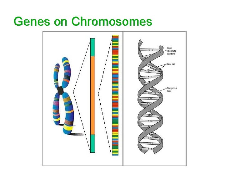 Genes on Chromosomes 
