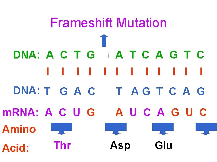 Frameshift Mutation DNA: A C T G C G A T C A G