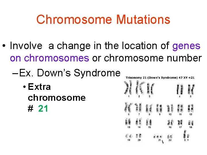 Chromosome Mutations • Involve a change in the location of genes on chromosomes or