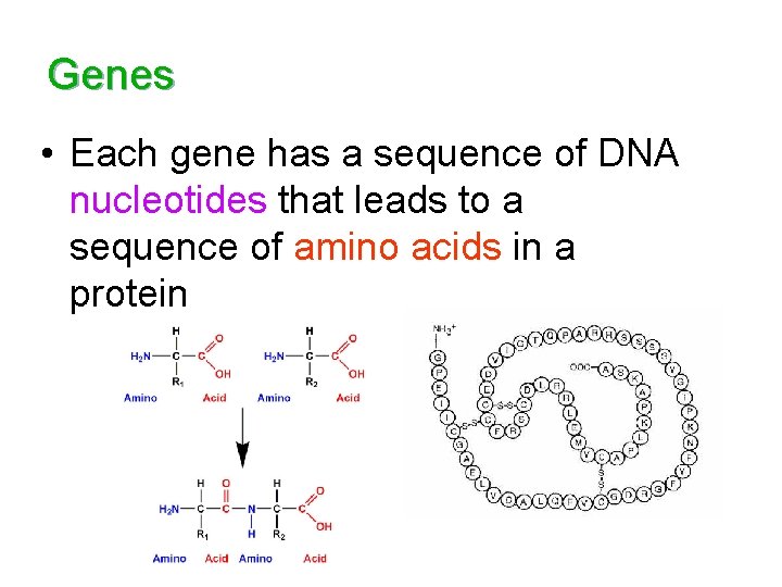 Genes • Each gene has a sequence of DNA nucleotides that leads to a