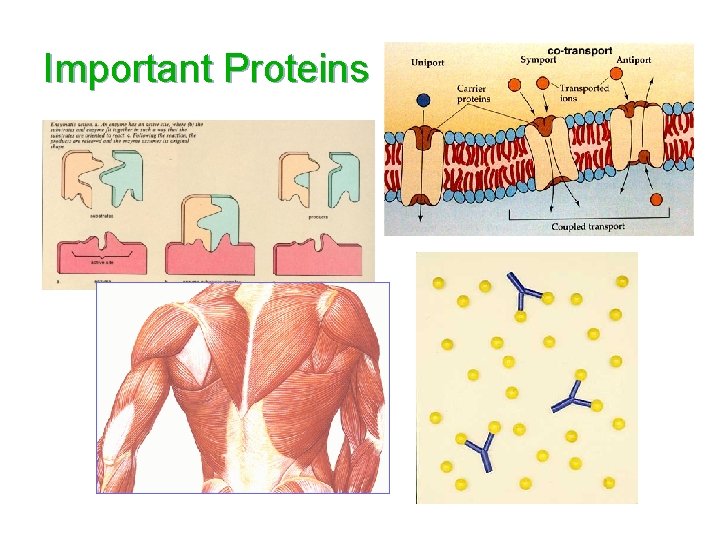 Important Proteins 