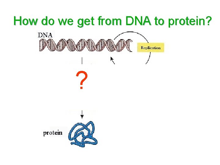 How do we get from DNA to protein? ? ? 