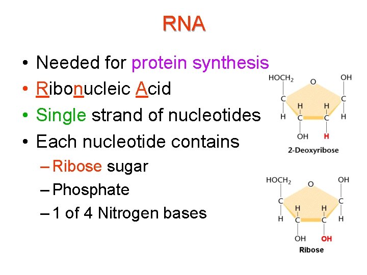 RNA • • Needed for protein synthesis Ribonucleic Acid Single strand of nucleotides Each