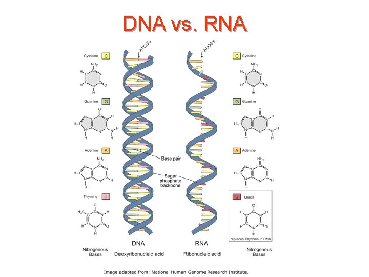 DNA vs. RNA 