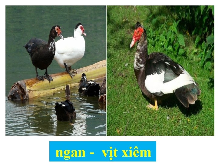 ngan - vịt xiêm 