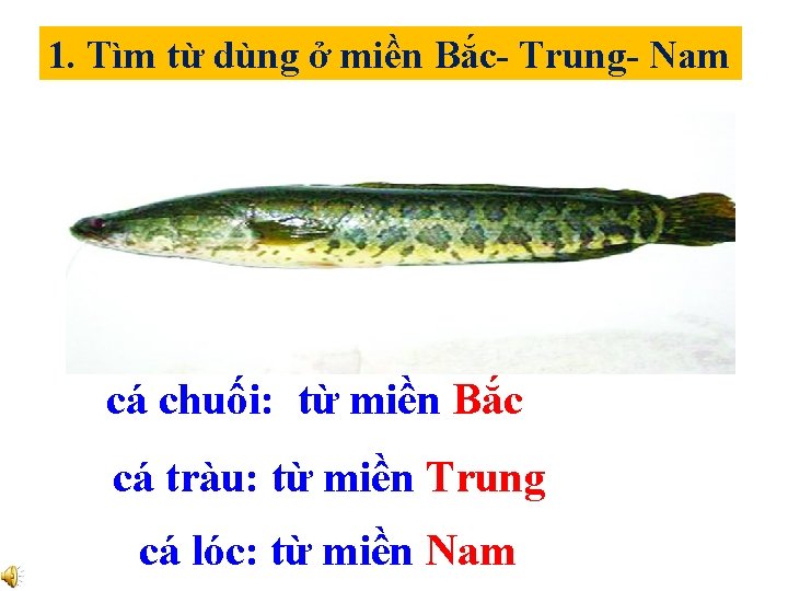 1. Tìm từ dùng ở miền Bắc- Trung- Nam cá chuối: từ miền Bắc