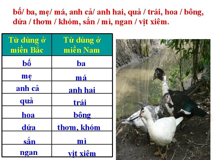 bố/ ba, mẹ/ má, anh cả/ anh hai, quả / trái, hoa / bông,