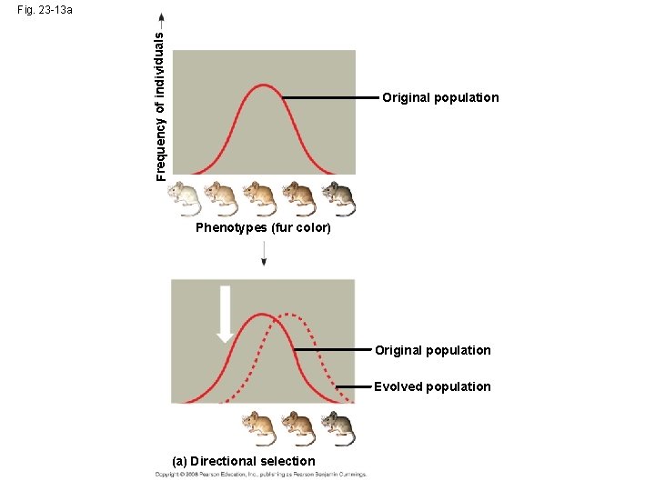 Frequency of individuals Fig. 23 -13 a Original population Phenotypes (fur color) Original population