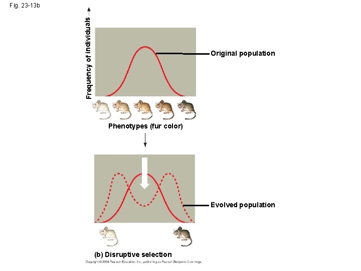 Frequency of individuals Fig. 23 -13 b Original population Phenotypes (fur color) Evolved population