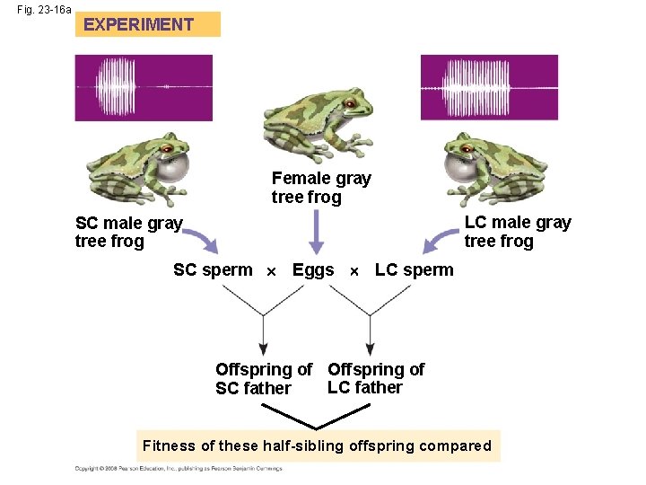 Fig. 23 -16 a EXPERIMENT Female gray tree frog LC male gray tree frog