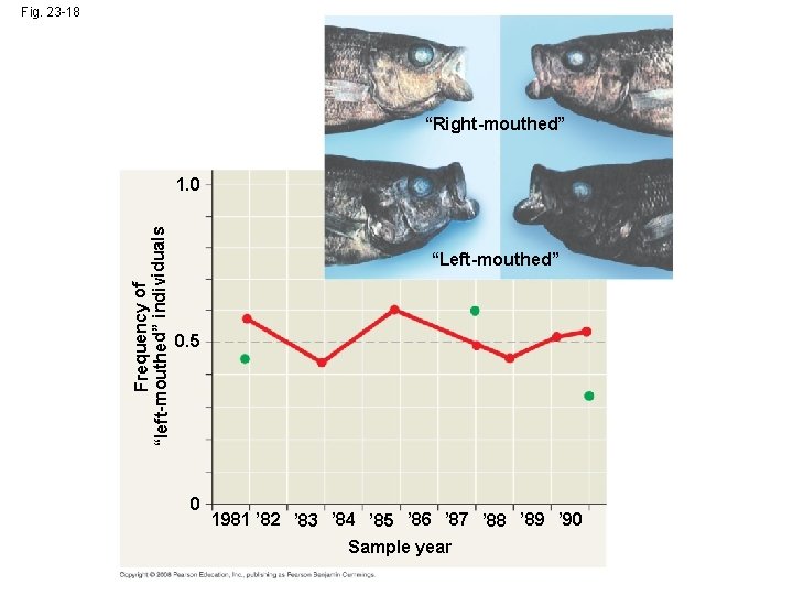 Fig. 23 -18 “Right-mouthed” Frequency of “left-mouthed” individuals 1. 0 “Left-mouthed” 0. 5 0