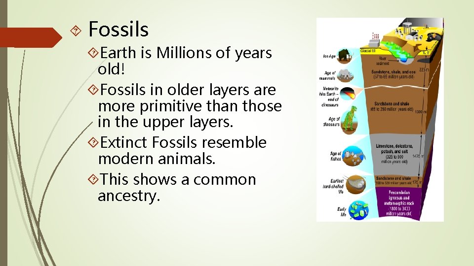  Fossils Earth is Millions of years old! Fossils in older layers are more