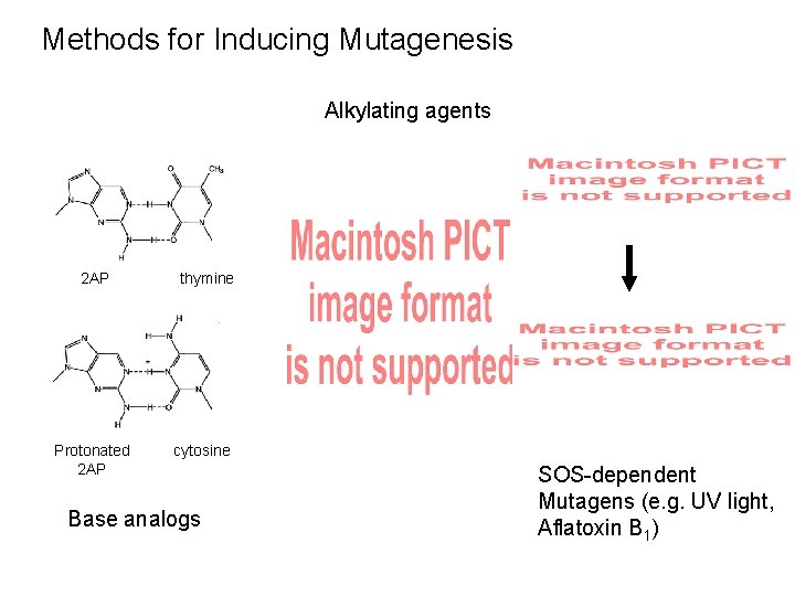 Methods for Inducing Mutagenesis Alkylating agents 2 AP Protonated 2 AP thymine cytosine Base