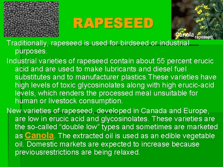 RAPESEED Traditionally, rapeseed is used for birdseed or industrial purposes. Industrial varieties of rapeseed