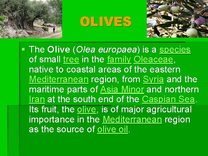 OLIVES § The Olive (Olea europaea) is a species of small tree in the