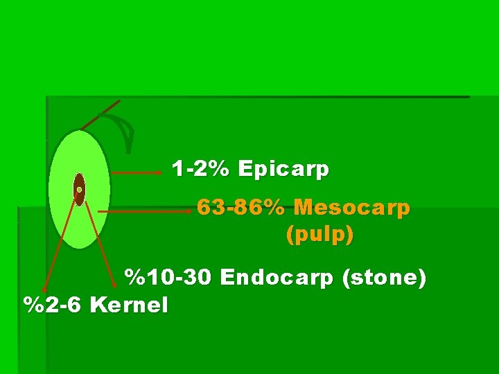 1 -2% Epicarp 63 -86% Mesocarp (pulp) %10 -30 Endocarp (stone) %2 -6 Kernel
