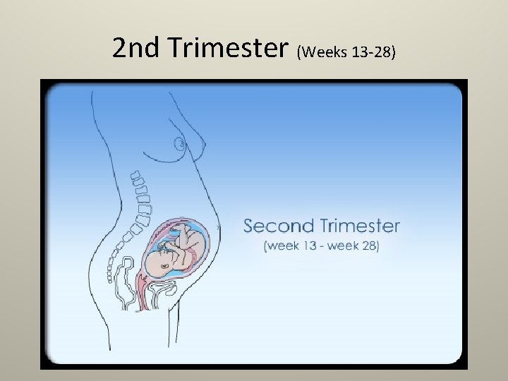 2 nd Trimester (Weeks 13 -28) 