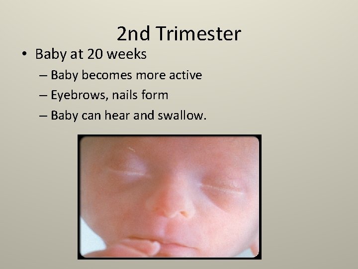 2 nd Trimester • Baby at 20 weeks – Baby becomes more active –