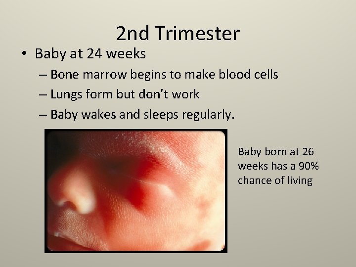 2 nd Trimester • Baby at 24 weeks – Bone marrow begins to make