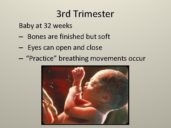 3 rd Trimester Baby at 32 weeks – Bones are finished but soft –