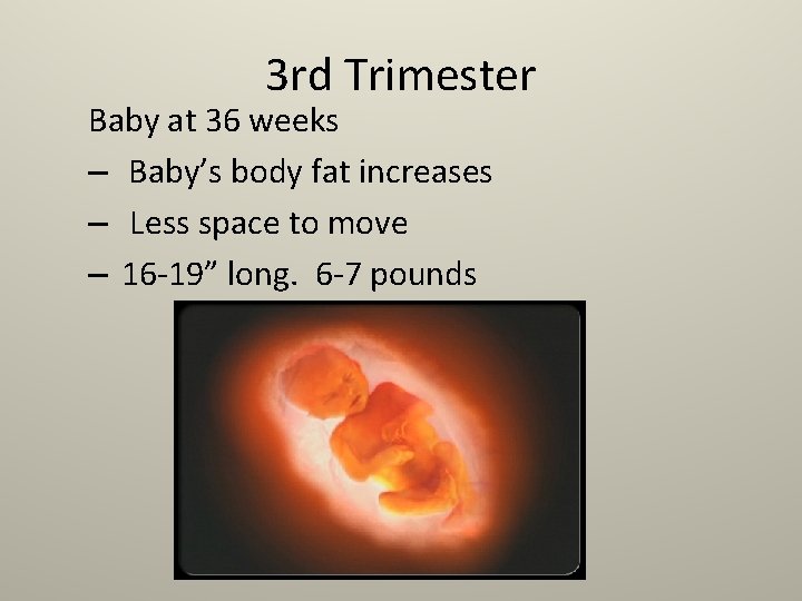 3 rd Trimester Baby at 36 weeks – Baby’s body fat increases – Less