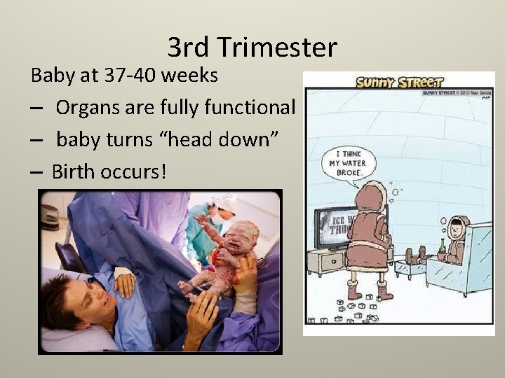 3 rd Trimester Baby at 37 -40 weeks – Organs are fully functional –