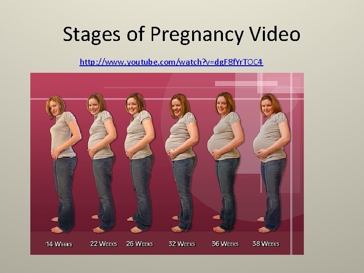 Stages of Pregnancy Video http: //www. youtube. com/watch? v=dg. F 8 f. Yr. TOC