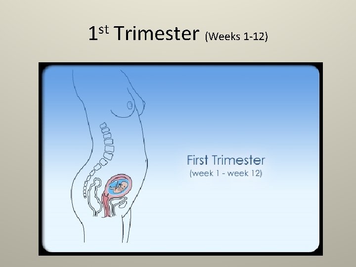 1 st Trimester (Weeks 1 -12) 