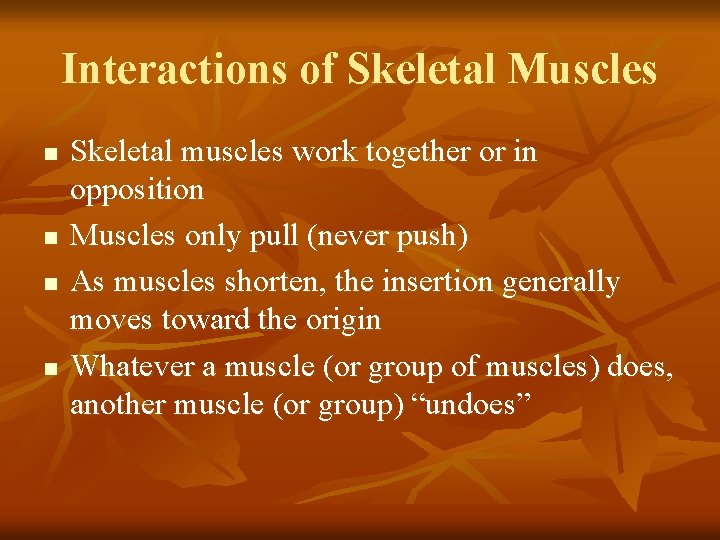 Interactions of Skeletal Muscles n n Skeletal muscles