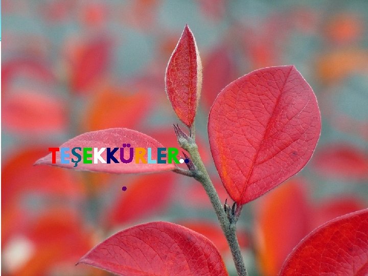 TEŞEKKÜRLER. . . 