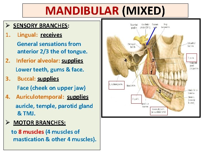 MANDIBULAR (MIXED) Ø SENSORY BRANCHES: 1. Lingual: receives General sensations from anterior 2/3 the