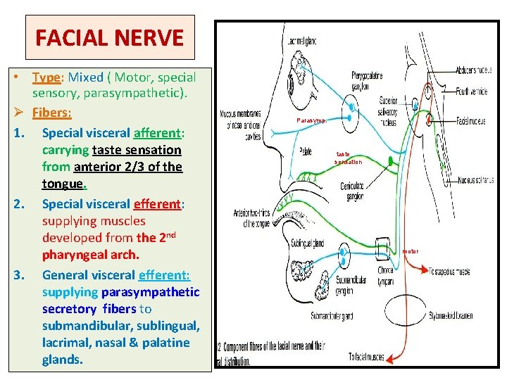 FACIAL NERVE • Type: Mixed ( Motor, special sensory, parasympathetic). Ø Fibers: 1. Special