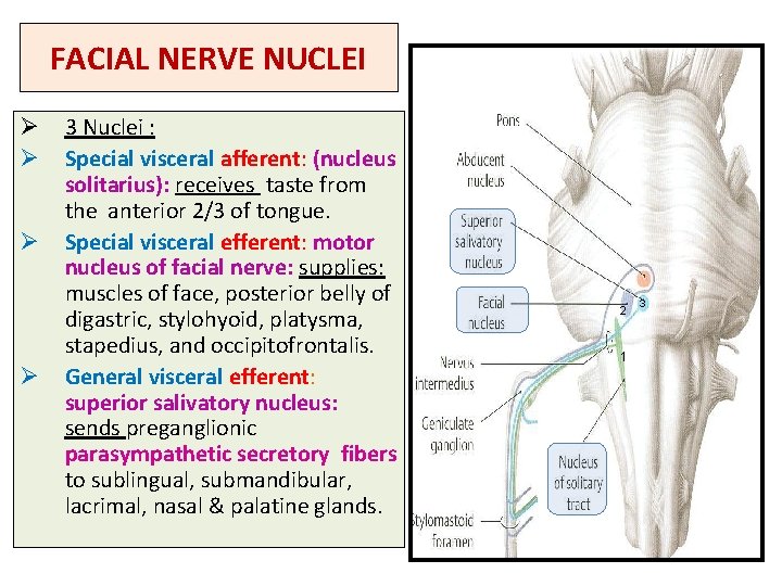 FACIAL NERVE NUCLEI Ø 3 Nuclei : Ø Special visceral afferent: (nucleus solitarius): receives