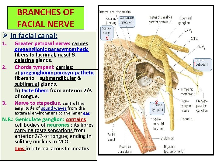 BRANCHES OF FACIAL NERVE Ø In facial canal: 1. 2. 3. Greater petrosal nerve: