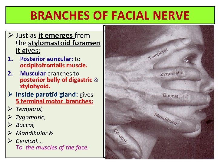 BRANCHES OF FACIAL NERVE Ø Just as it emerges from the stylomastoid foramen it