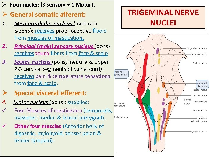 Ø Four nuclei: (3 sensory + 1 Motor). Ø General somatic afferent: 1. 2.