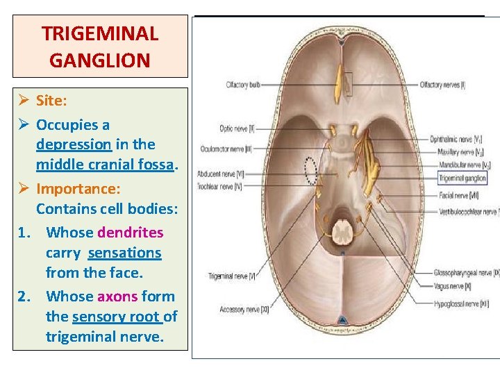 TRIGEMINAL GANGLION Ø Site: Ø Occupies a depression in the middle cranial fossa. Ø