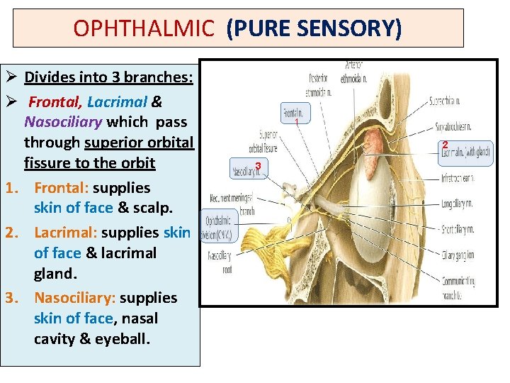 OPHTHALMIC (PURE SENSORY) Ø Divides into 3 branches: Ø Frontal, Lacrimal & Nasociliary which