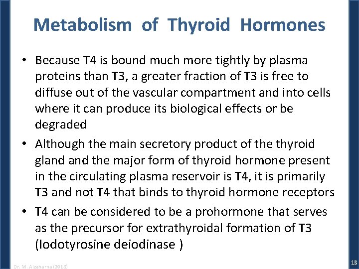 Metabolism of Thyroid Hormones • Because T 4 is bound much more tightly by