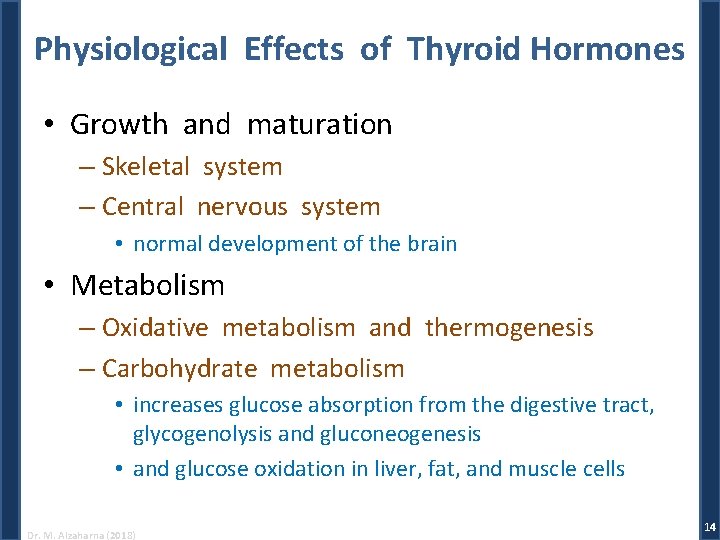 Physiological Effects of Thyroid Hormones • Growth and maturation – Skeletal system – Central