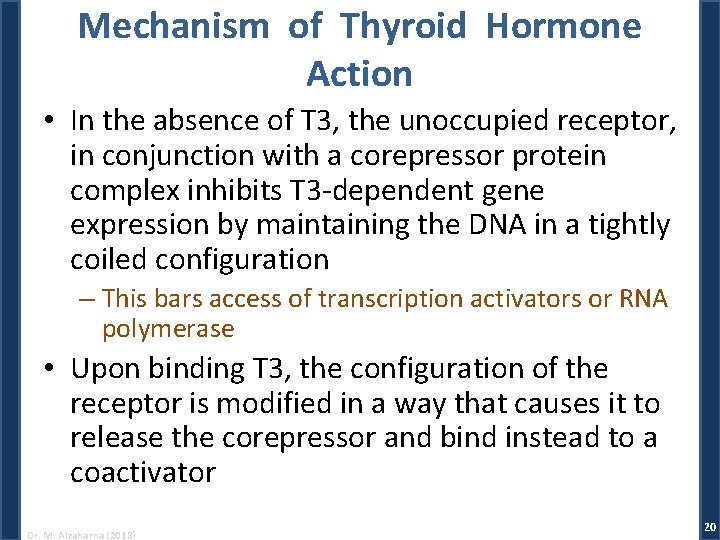 Mechanism of Thyroid Hormone Action • In the absence of T 3, the unoccupied