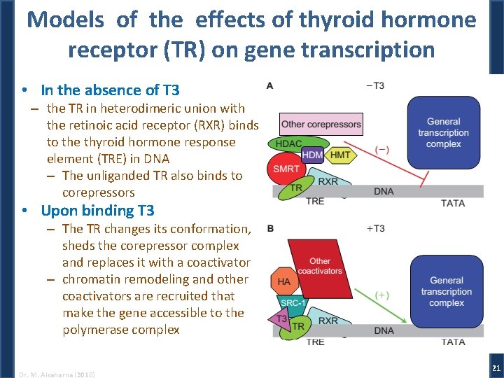 Models of the effects of thyroid hormone receptor (TR) on gene transcription • In