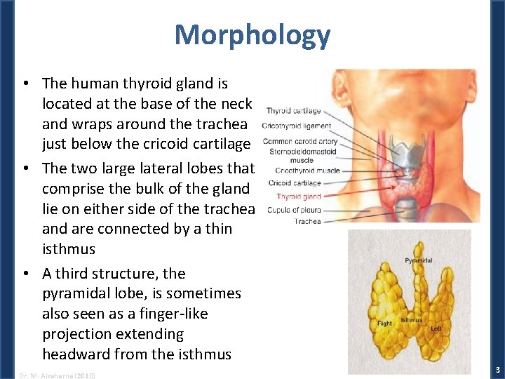 Morphology • The human thyroid gland is located at the base of the neck