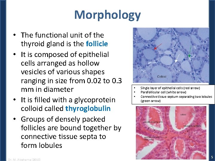 Morphology • The functional unit of the thyroid gland is the follicle • It